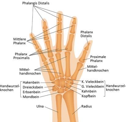 Handgelenkschmerzen lindern - Handgelenke Aufbau und Anatomie